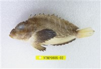 藏品(單指虎鮋)的圖片